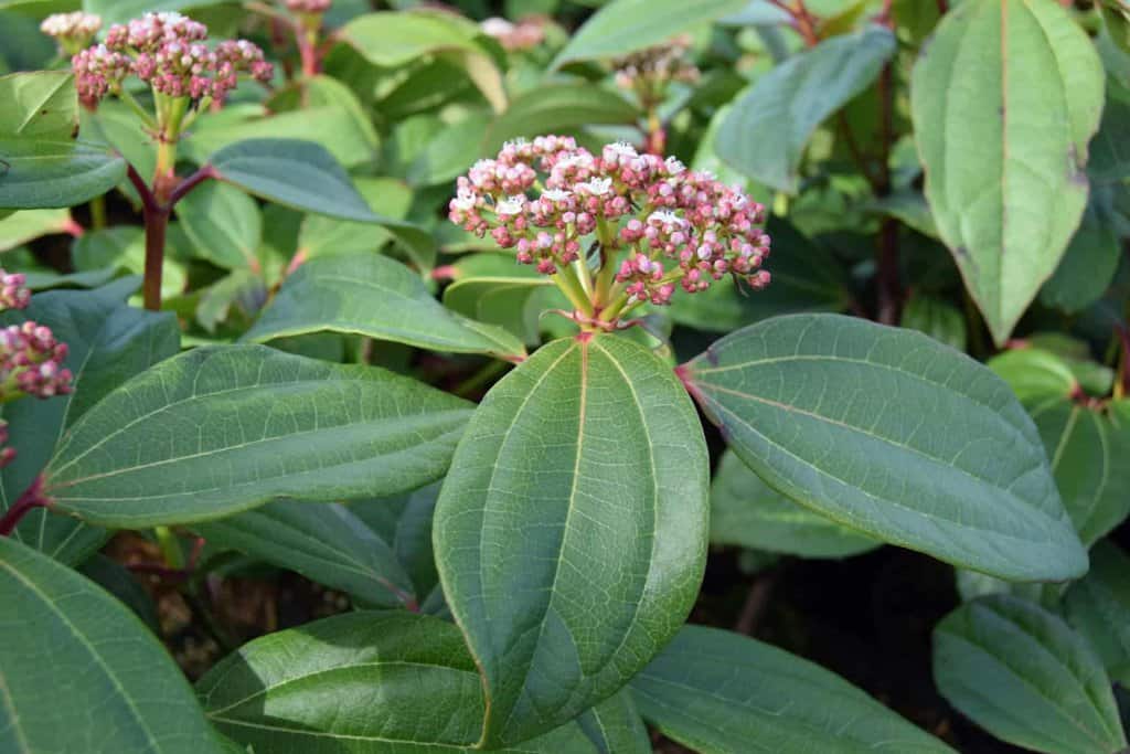 Viburnum davidii 40-60 cm